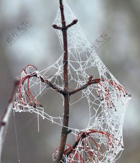 树枝上的蜘蛛网