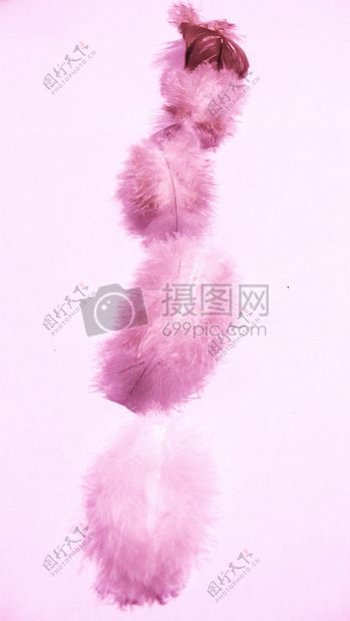 紫色蓬松的羽毛