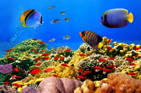海底的珊瑚和鱼群