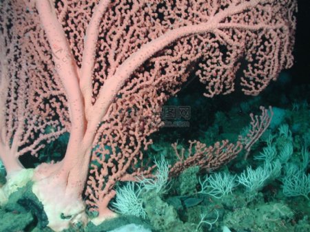 漂亮的草珊瑚