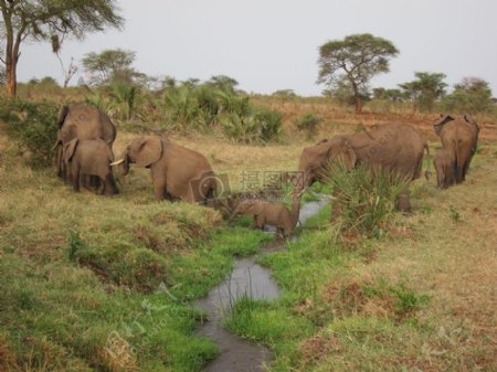 大象肯尼亚