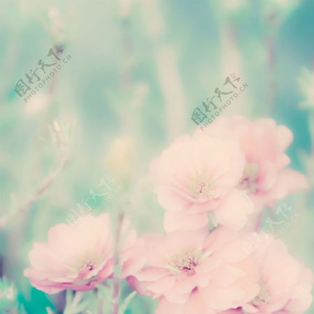 唯美梦幻粉色花朵背景图