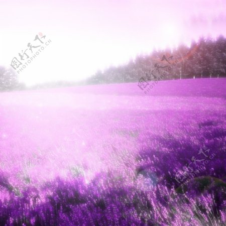 浪漫紫色薰衣草主图背景