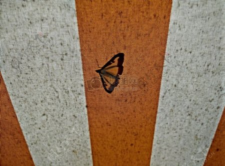 遮阳棚上的蝴蝶