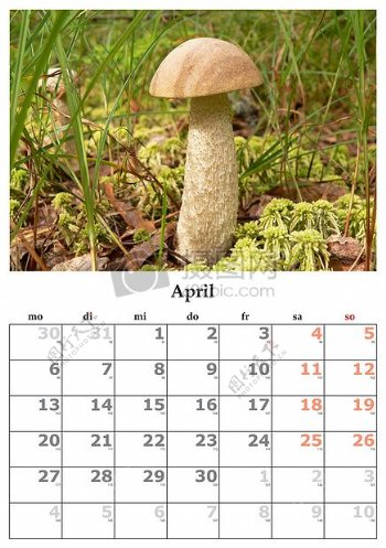 带有蘑菇的日历
