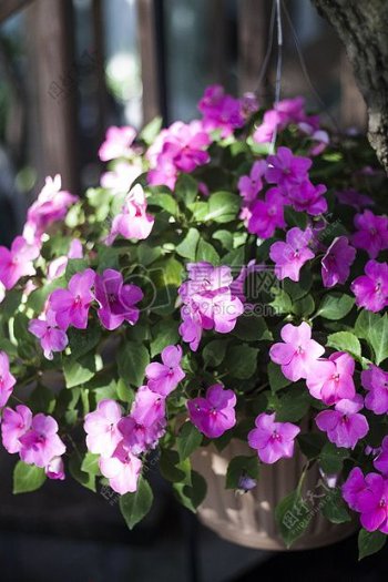 花盆里的紫色鲜花