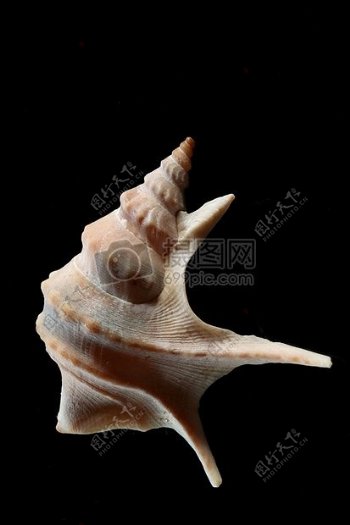 干枯的海螺壳