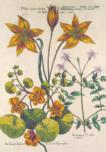 植物花卉油画背景