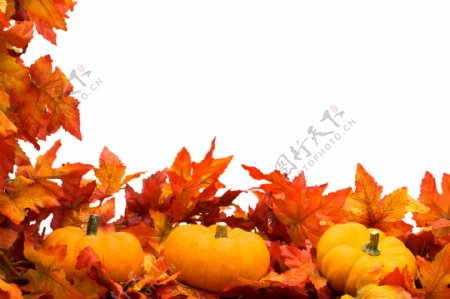 秋天的背景和南瓜摄影图片素材