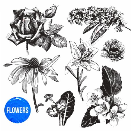 黑白手绘花卉植物插画