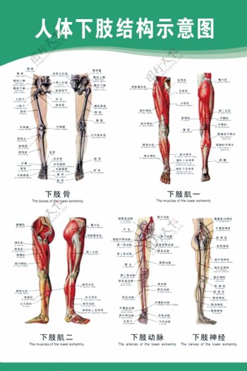人体下肢结构示意图