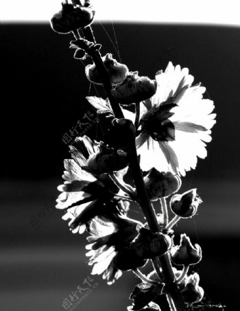 黑白光影花卉
