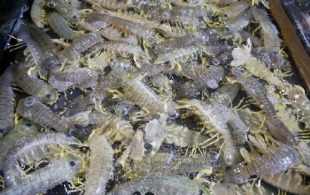 泰国濑尿虾