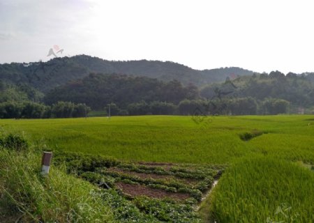 山川田野