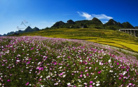 美丽格桑花