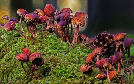 森林干蘑菇