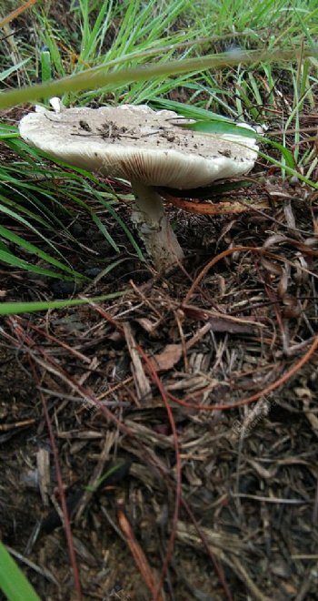 野生草菌