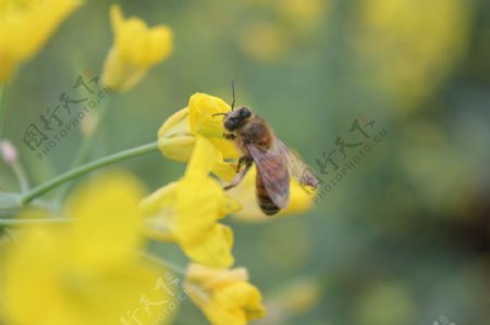 油菜花