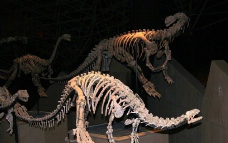 禄丰恐龙化石