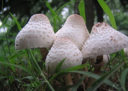 6月9日上海植物园蘑菇