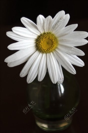 水培白色菊花