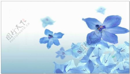 美丽蓝色花朵背景素材