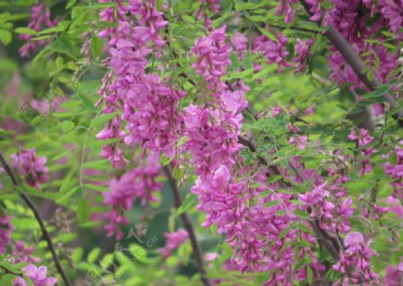 紫花槐