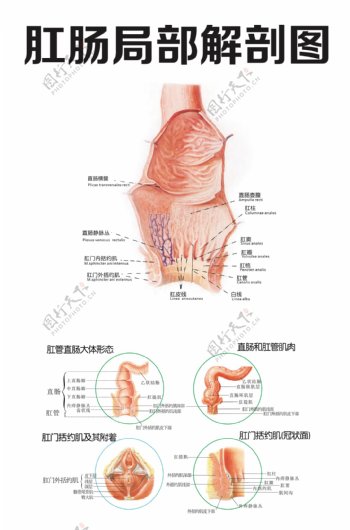 肛肠局部解剖图