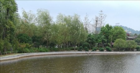 公园内景观池一角
