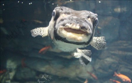 微笑的鱼