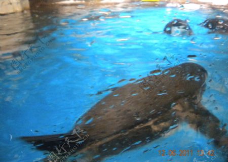 海豚游泳的海豚