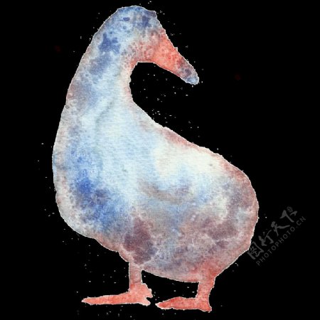 手绘鸭子透明装饰图案