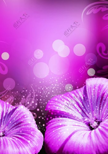 紫色花朵背景模板