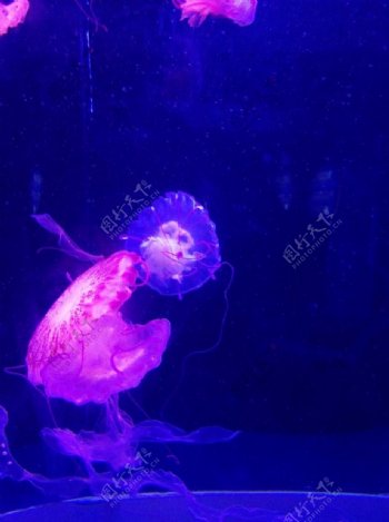 紫纹水母