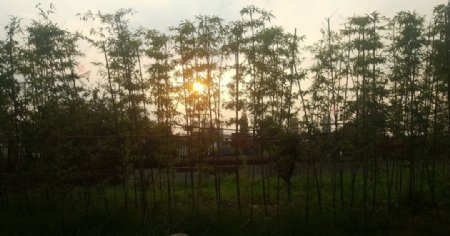 竹篱落日