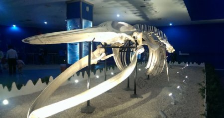 蓝鲸骨骼