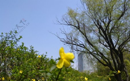 迎春花和柳树