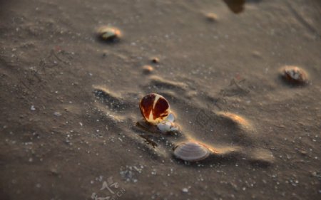 朝阳下的贝壳