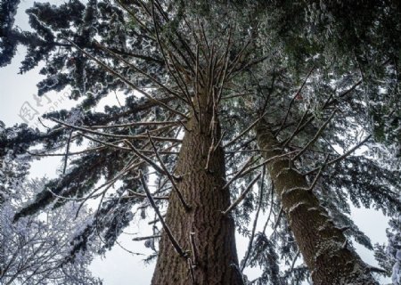 笔直的松树摄影