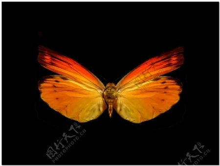 蝴蝶标本视频素材