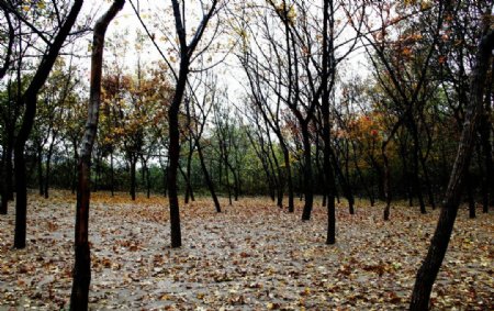 秋日雨后小树林