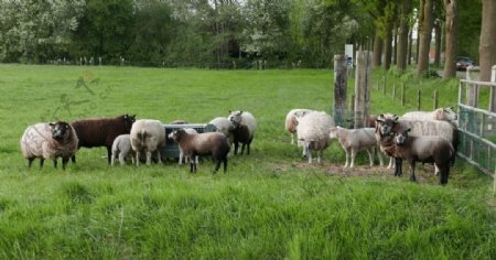 荷兰牧场羊群