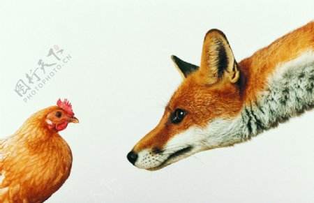 狐狸和鸡