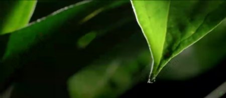 树叶滴水特写高清实拍视频素材