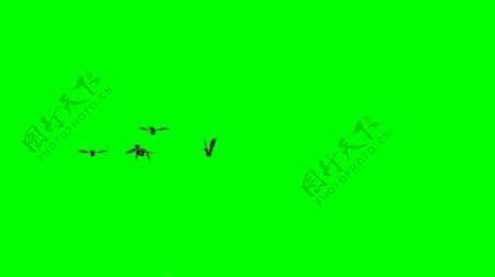带绿色通道的鸟飞翔视频素材