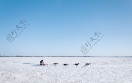 狗拉雪橇