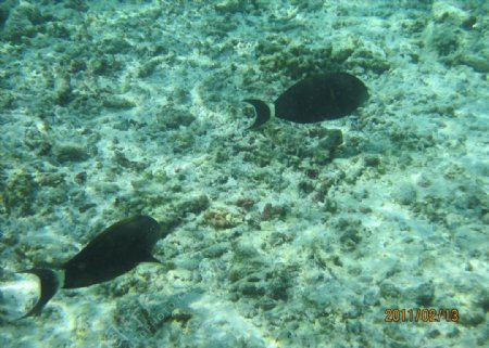 马尔代夫的海底