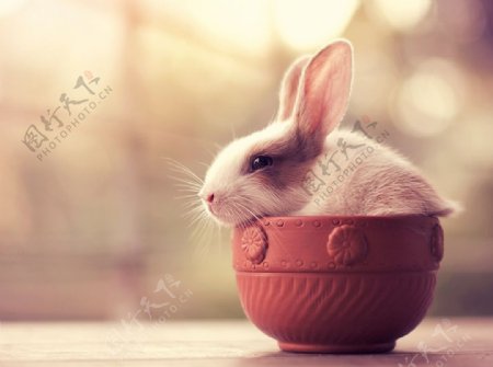 唯美可爱的小兔子