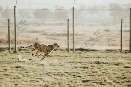 奔跑的猎豹