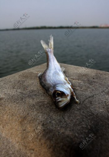 湖城市死鱼中的元素湖城市死鱼环保环境问题水泥
